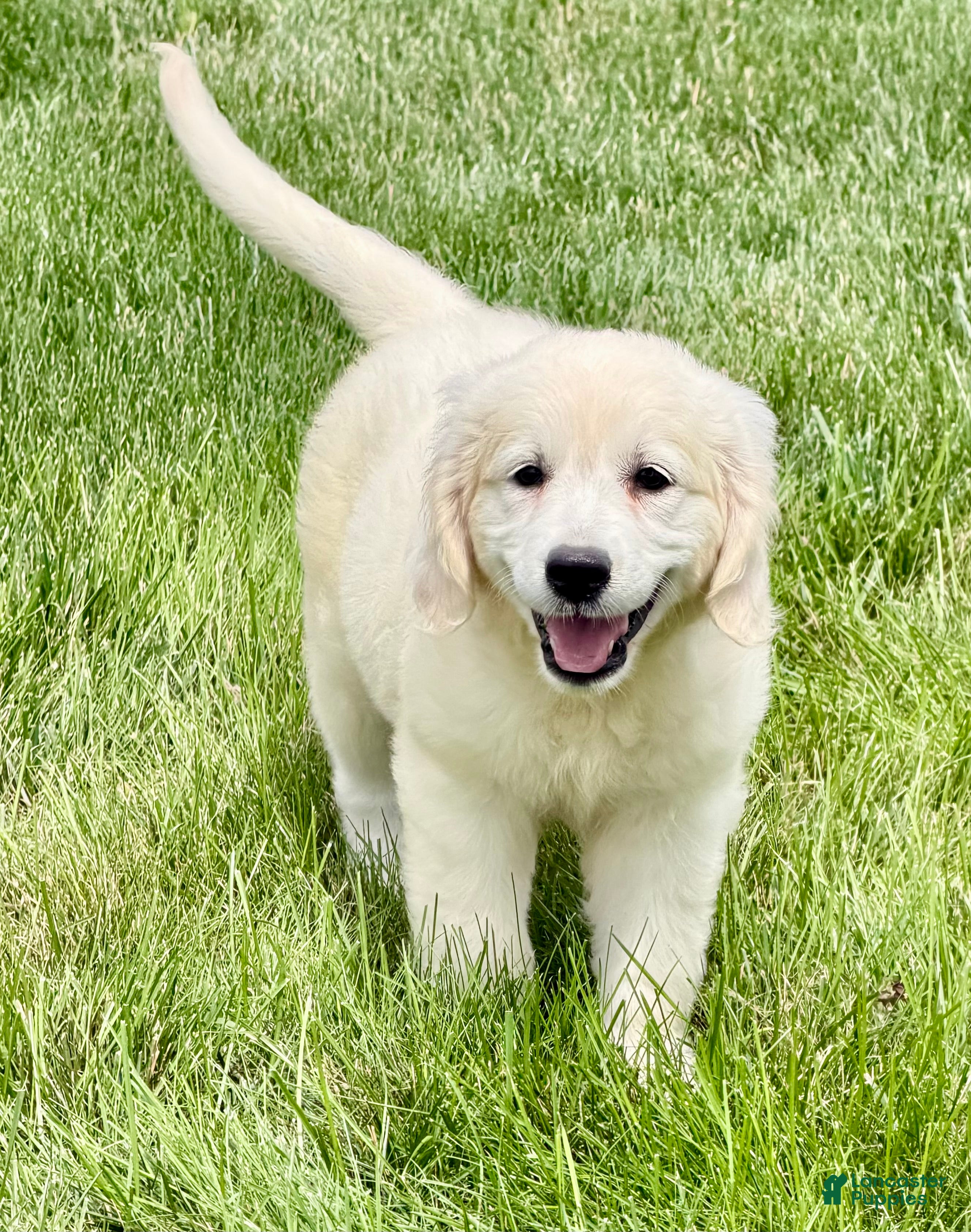 Golden Retriever dogs Queenie English Cream  - Ad 2