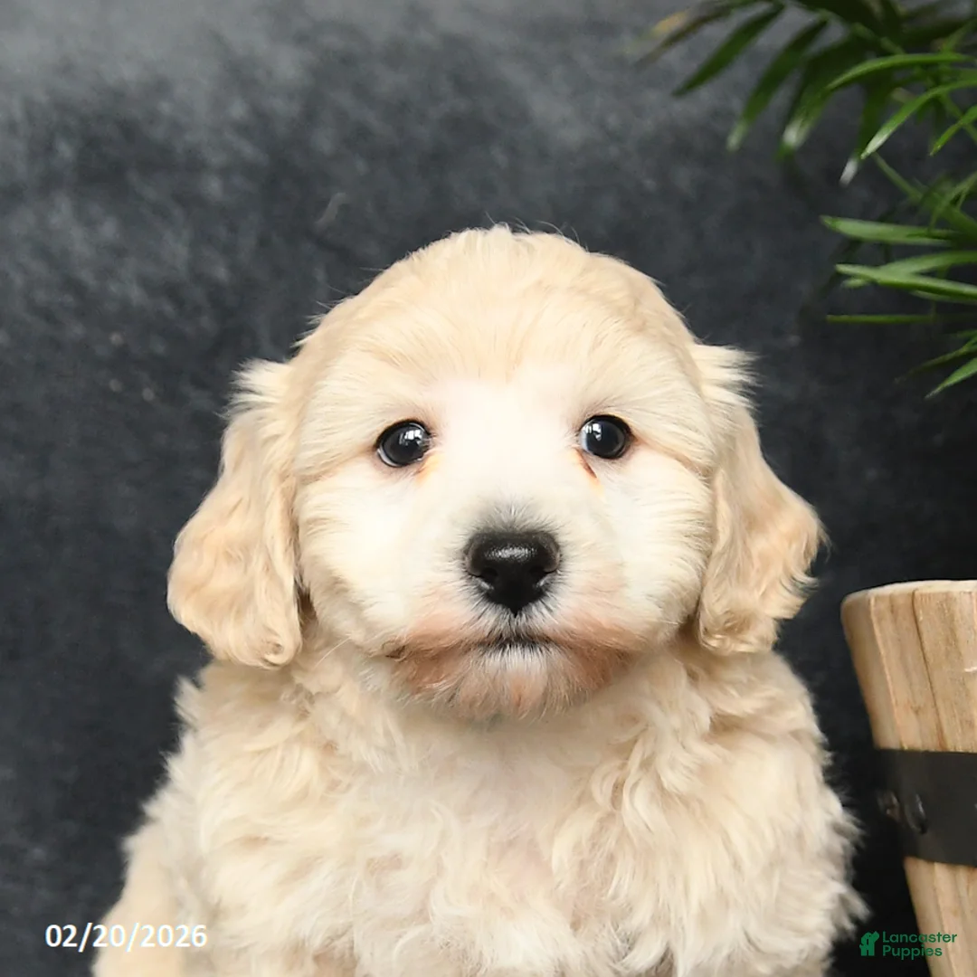 Maltipoo dogs for sale: Galen - Ad 3