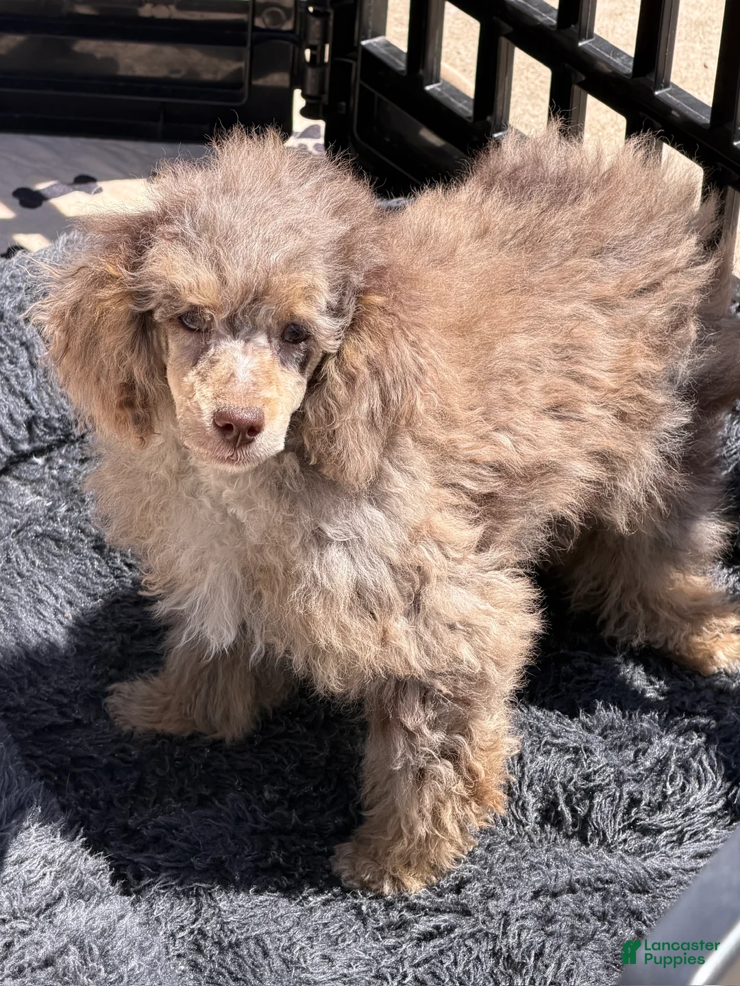 Miniature Poodle dogs for sale: Snickers - Ad 1
