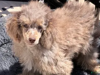 Miniature Poodle dogs Snickers - Ad 7