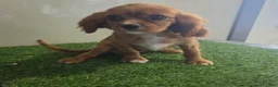 Cavalier King Charles Spaniel dogs for sale: Chloe - Ad 5