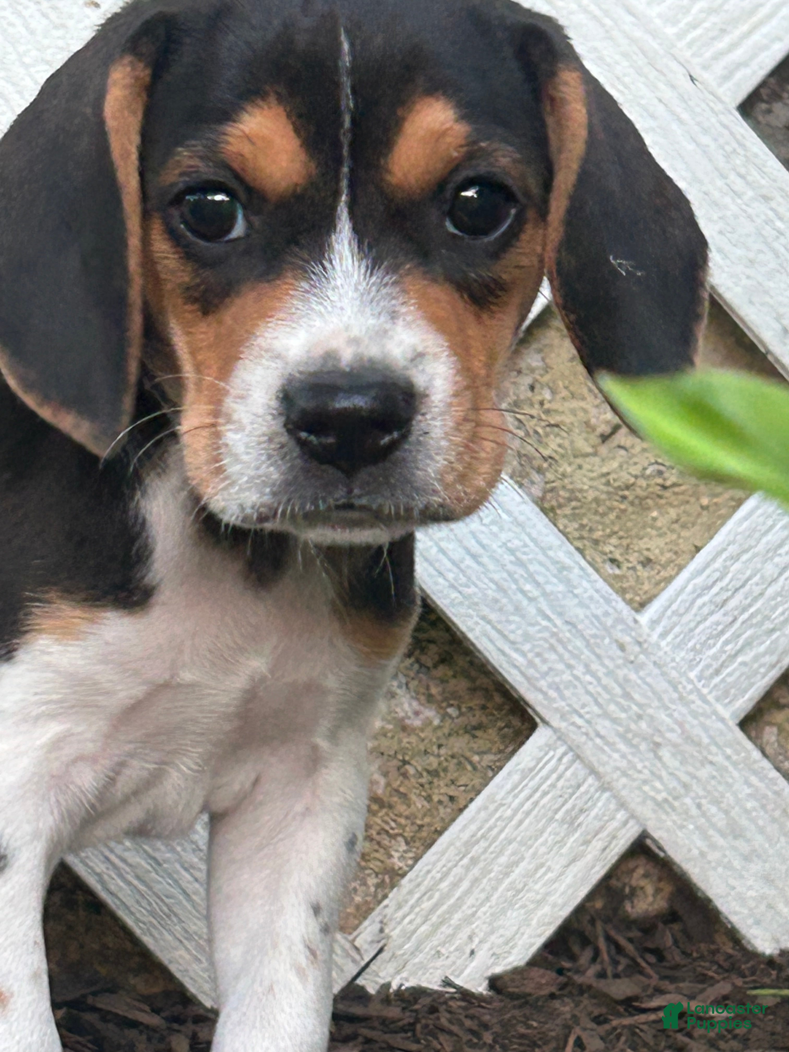 Beagle dogs Everest - Ad 2
