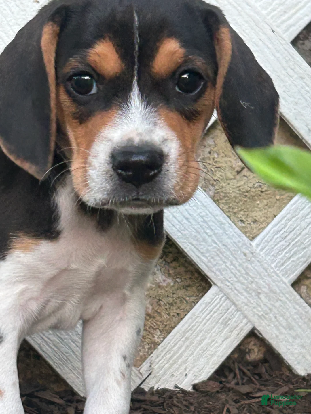 Beagle dogs for sale: Everest - Ad 2