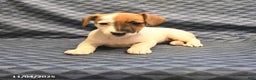 Jack Russell Terrier dogs for sale: Boots - Ad 4