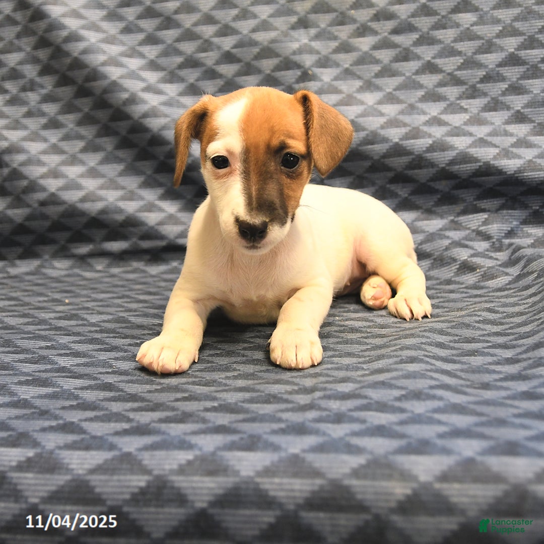 Jack Russell Terrier dogs for sale: Boots - Ad 4