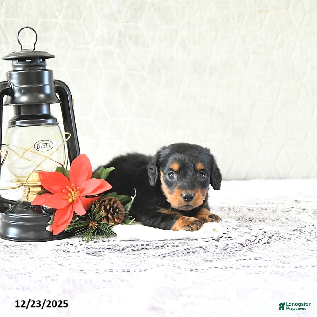 Miniature Dachshund dogs for sale: Milo - Ad 15