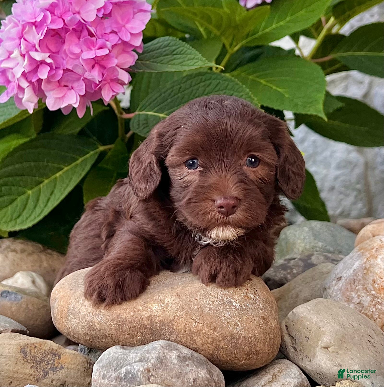 Havapoo dogs Timmy - Ad 2