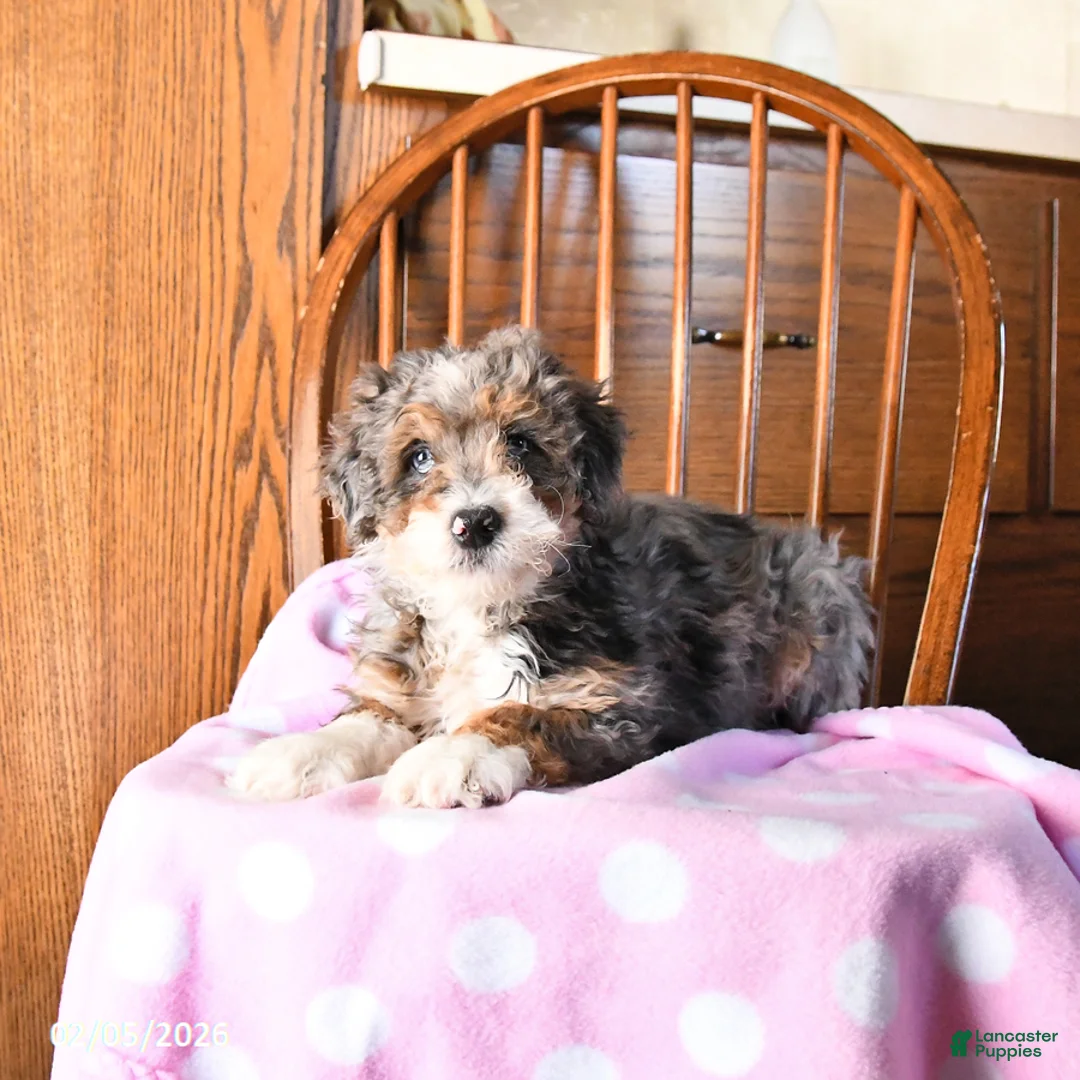 Mini Bernedoodle dogs for sale: Venus - Ad 4