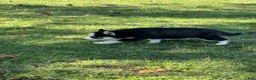 Siberian Husky dogs for sale: Sierra - Ad 6