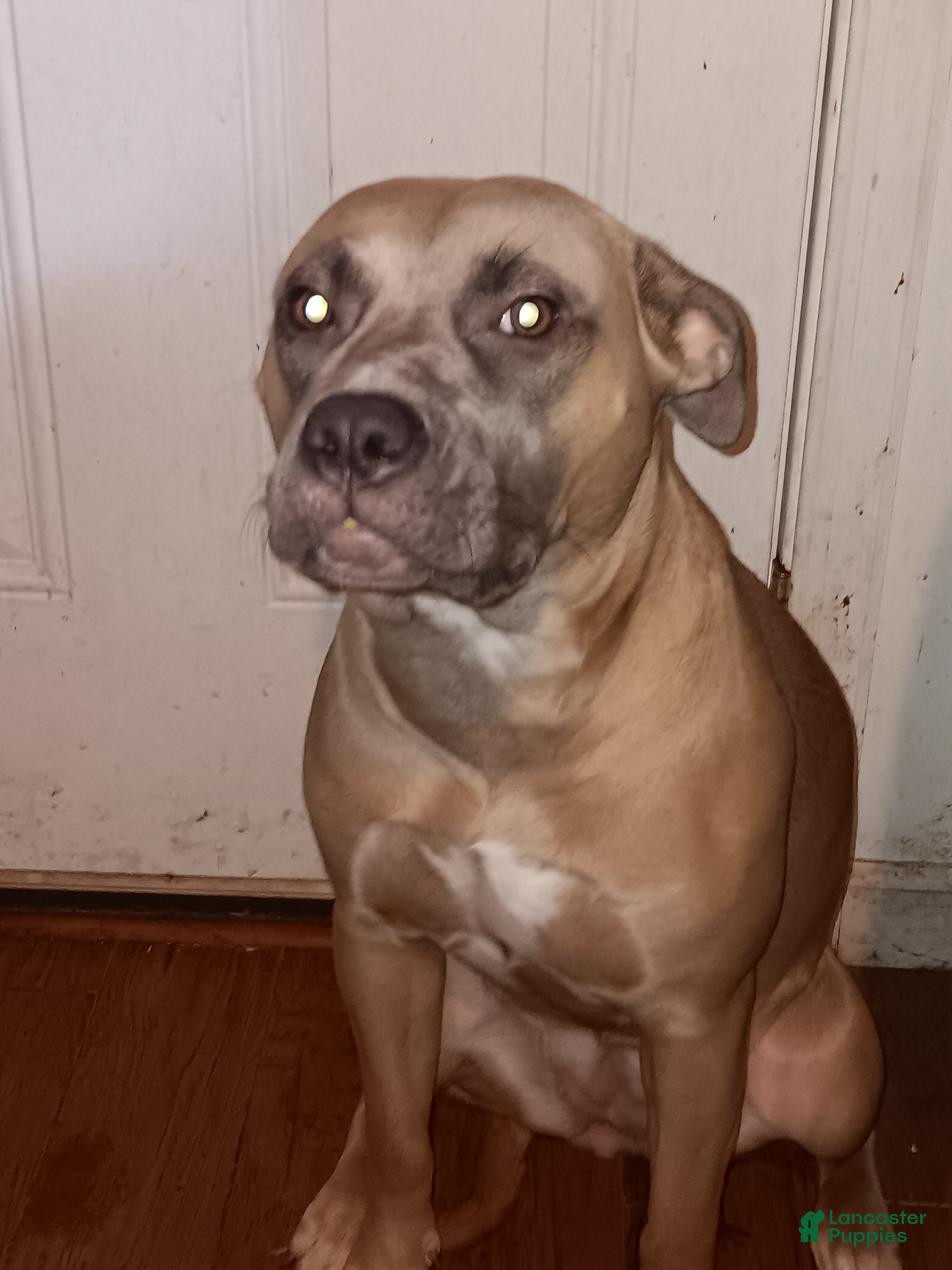 Mixed Breed dogs Mixed Breed 7 - Ad 25