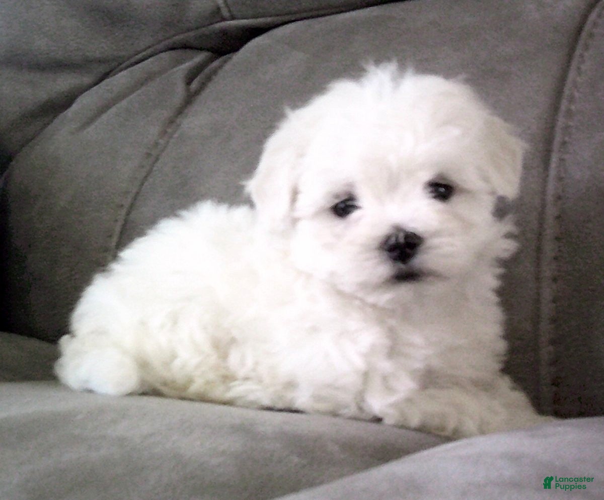 Maltese dogs for sale: Sammy - Ad 2
