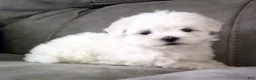 Maltese dogs for sale: Sammy - Ad 2