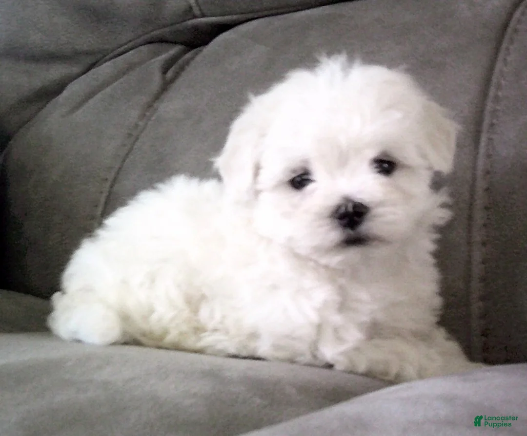 Maltese dogs for sale: Sammy - Ad 2