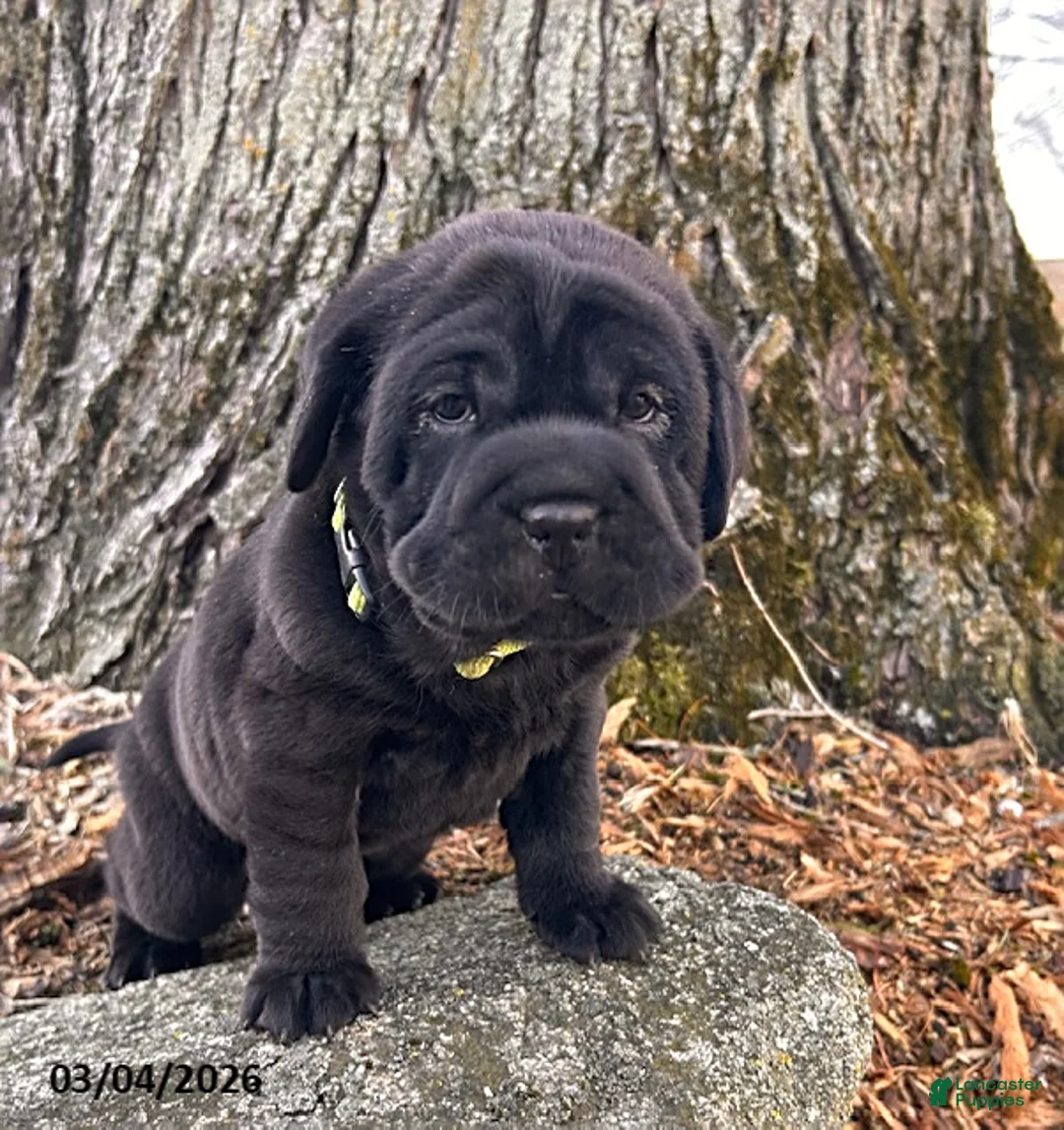 Mini Hippo dogs for sale: Ina - Ad 3