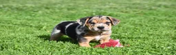 Beabull dogs for sale: Denver - Ad 5