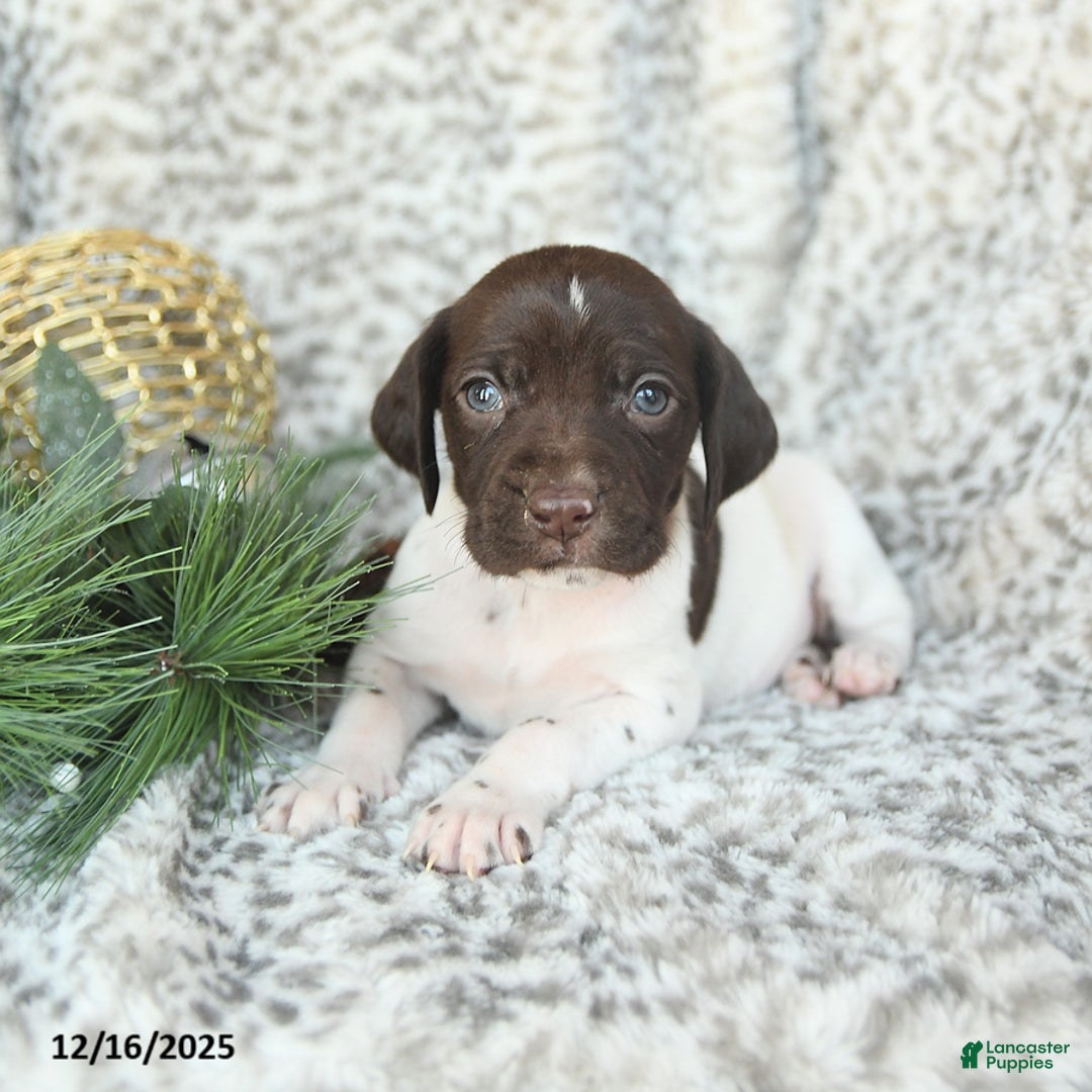 German Shorthaired Pointer dogs for sale: Dandelion - Ad 2