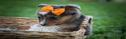 Mixed Breed dogs for sale: Gracie Lou🌸 - Ad 15