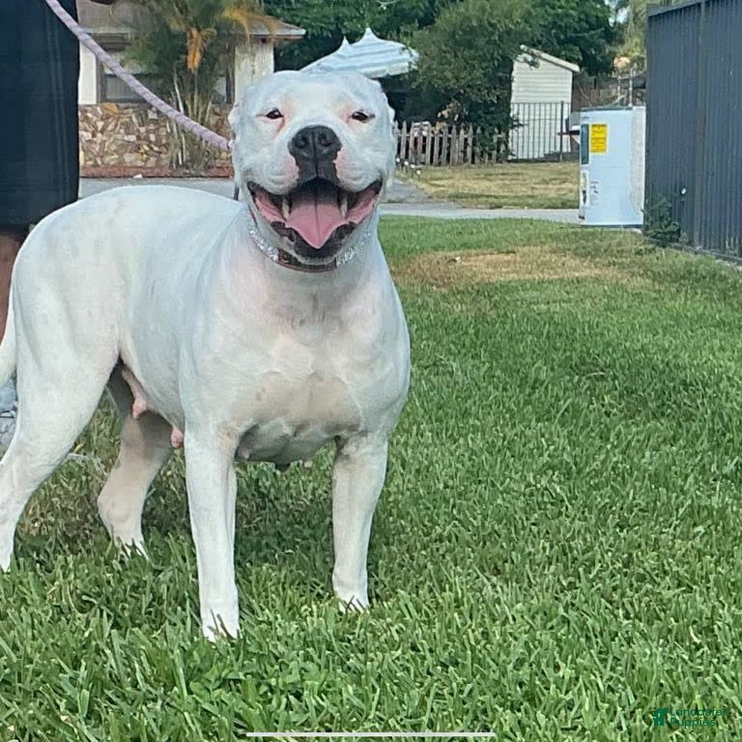 Gallery Image {{count}}