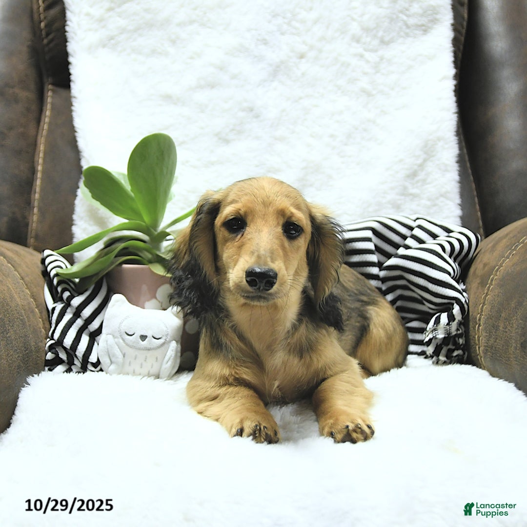Miniature Dachshund dogs for sale: Fredrick - Ad 19