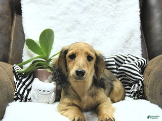 Miniature Dachshund dogs - Ad 11