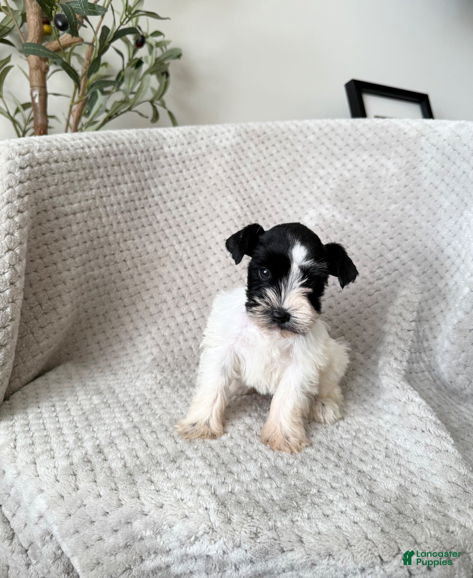 Miniature Schnauzer dogs Ariel  - Ad 33