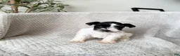 Miniature Schnauzer dogs for sale: Ariel  - Ad 1