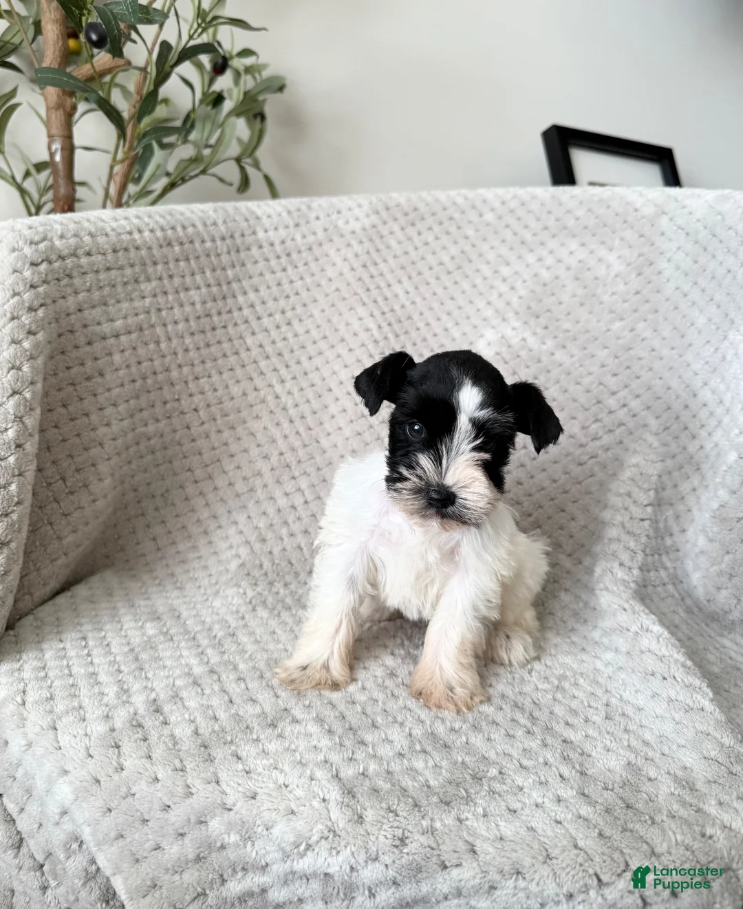 Miniature Schnauzer dogs for sale: Ariel  - Ad 1