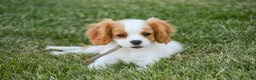 Cavalier King Charles Spaniel dogs for sale: Lars - Ad 7