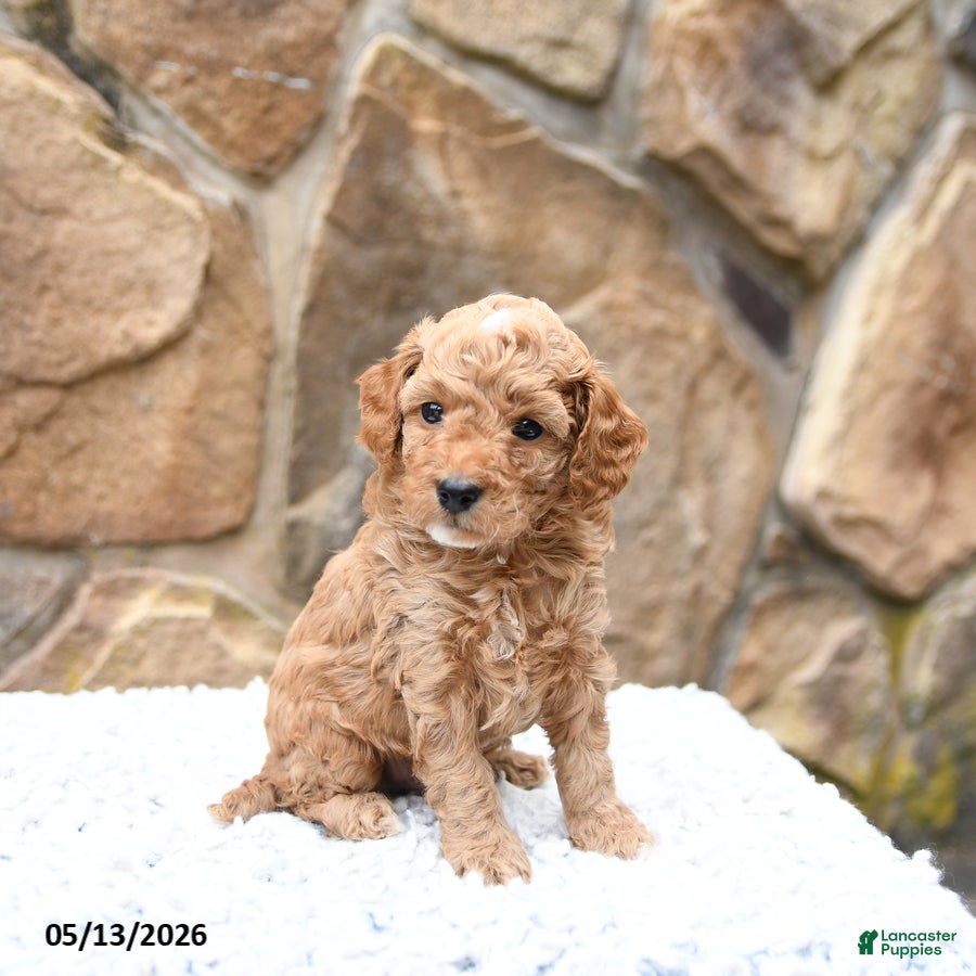 Cavapoo dogs Scooter - Ad 2