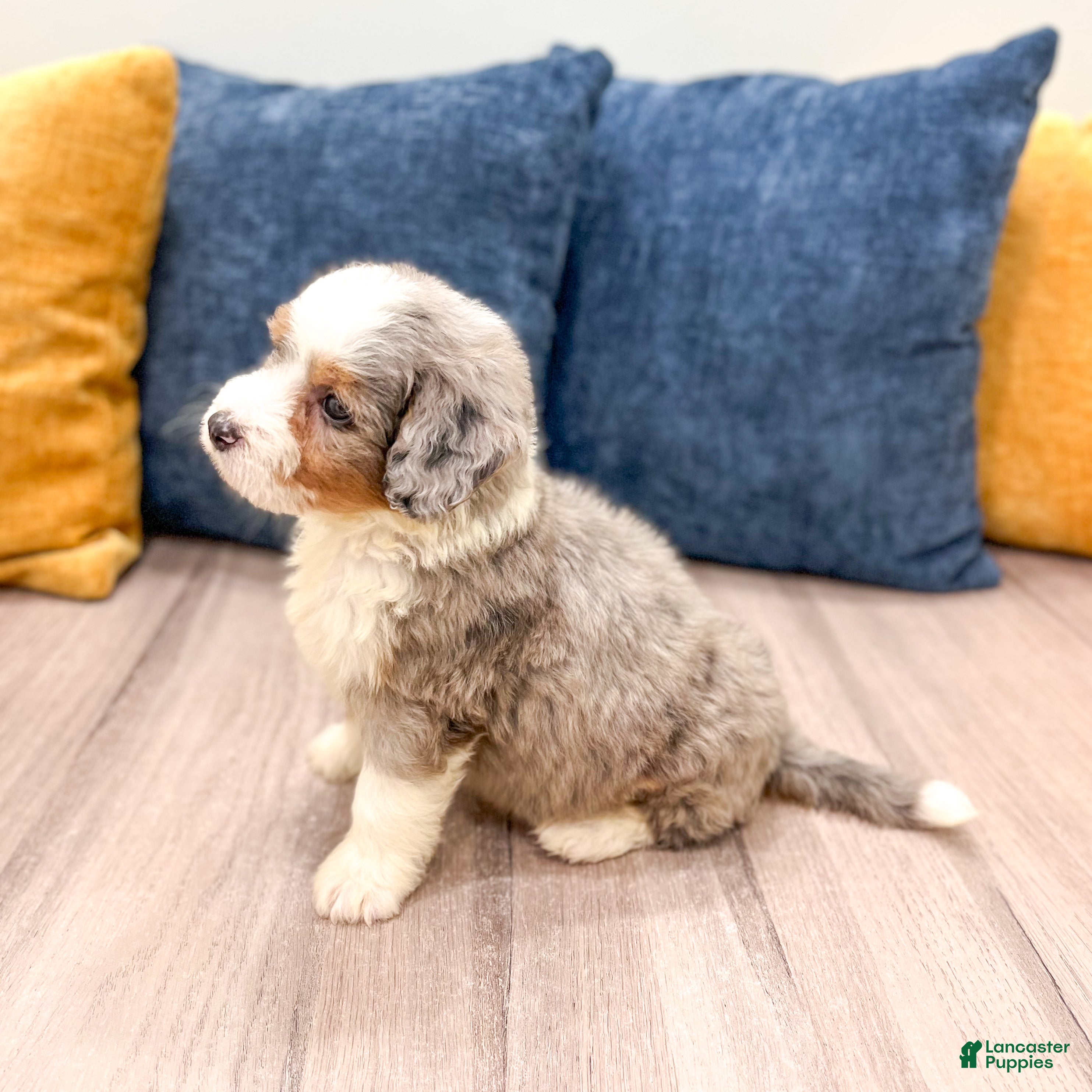 Mini Bernedoodle dogs for sale: Bonnie - Ad 5