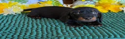 Dachshund dogs for sale: Rhett Wire - Ad 2