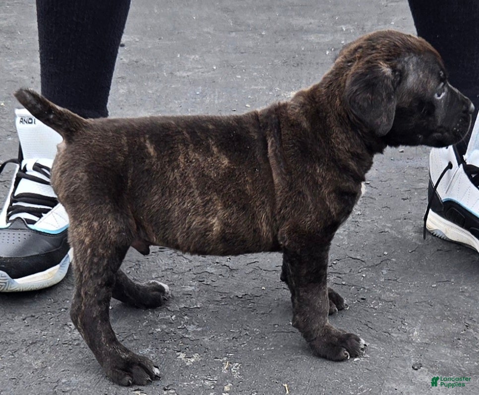 Mixed Breed dogs Hawks Bud - Ad 36