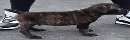 Mixed Breed dogs for sale: Hawks Bud - Ad 1
