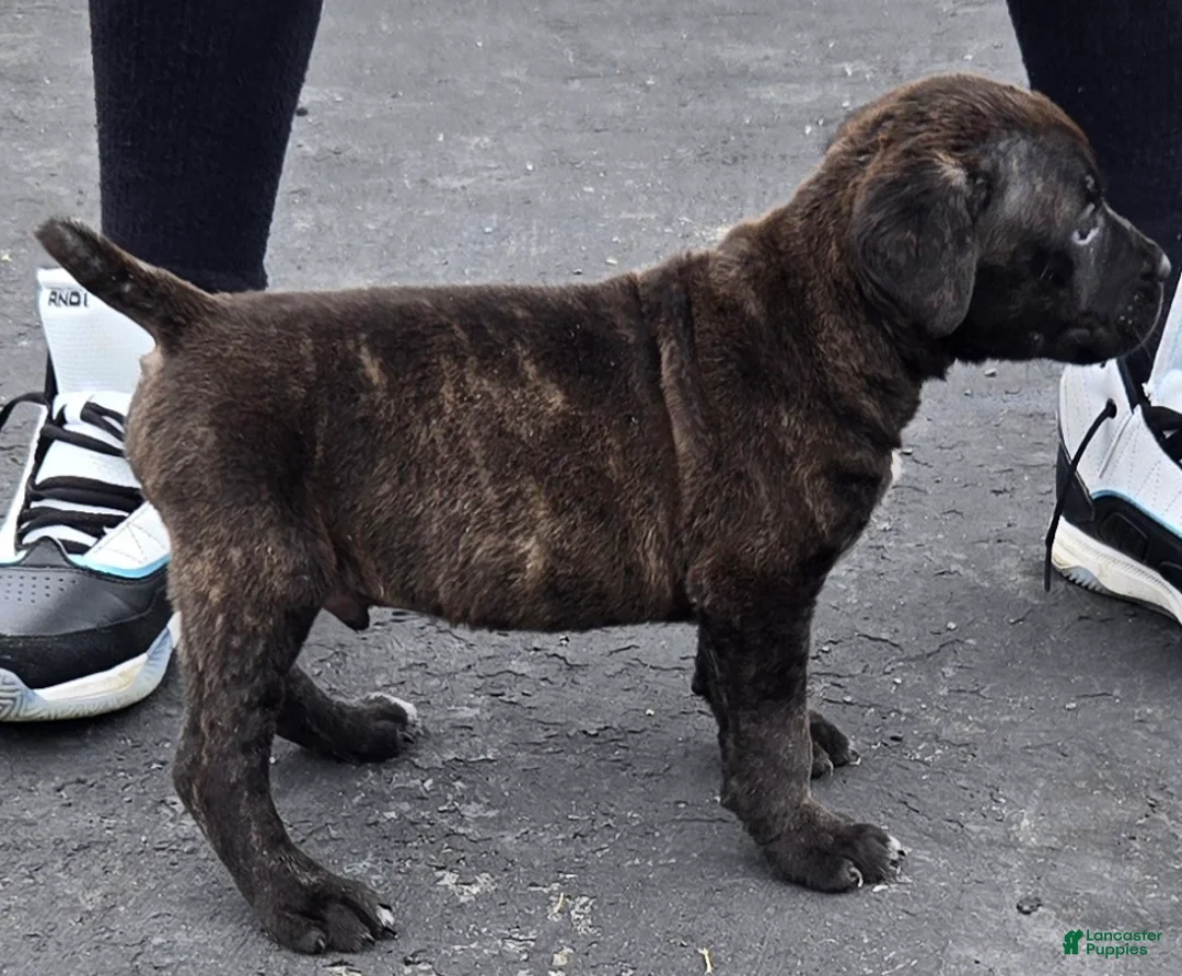 Mixed Breed dogs for sale: Hawks Bud - Ad 1