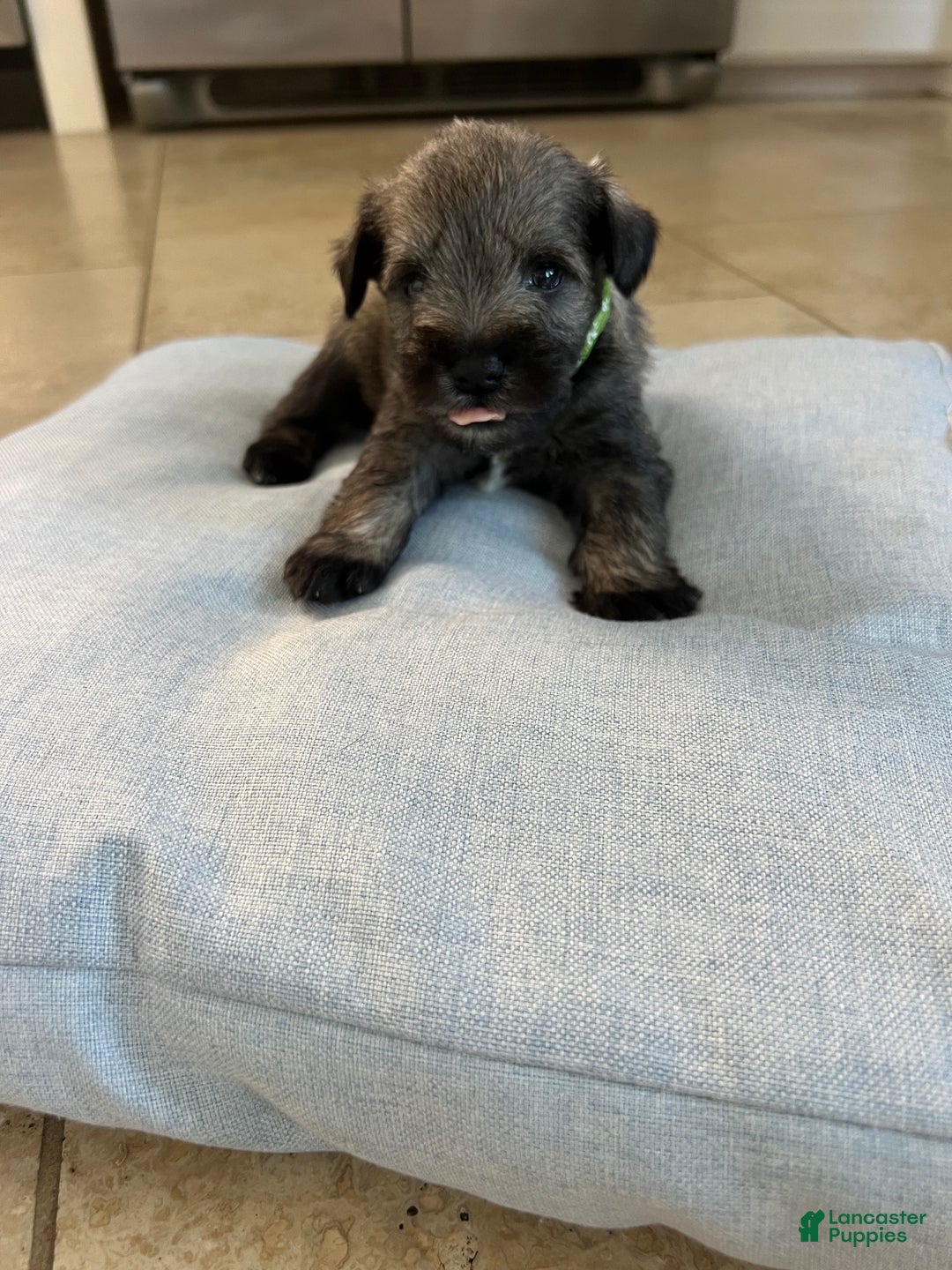Miniature Schnauzer dogs for sale: Miniature Schnauzer Puppy 1 - Ad 3
