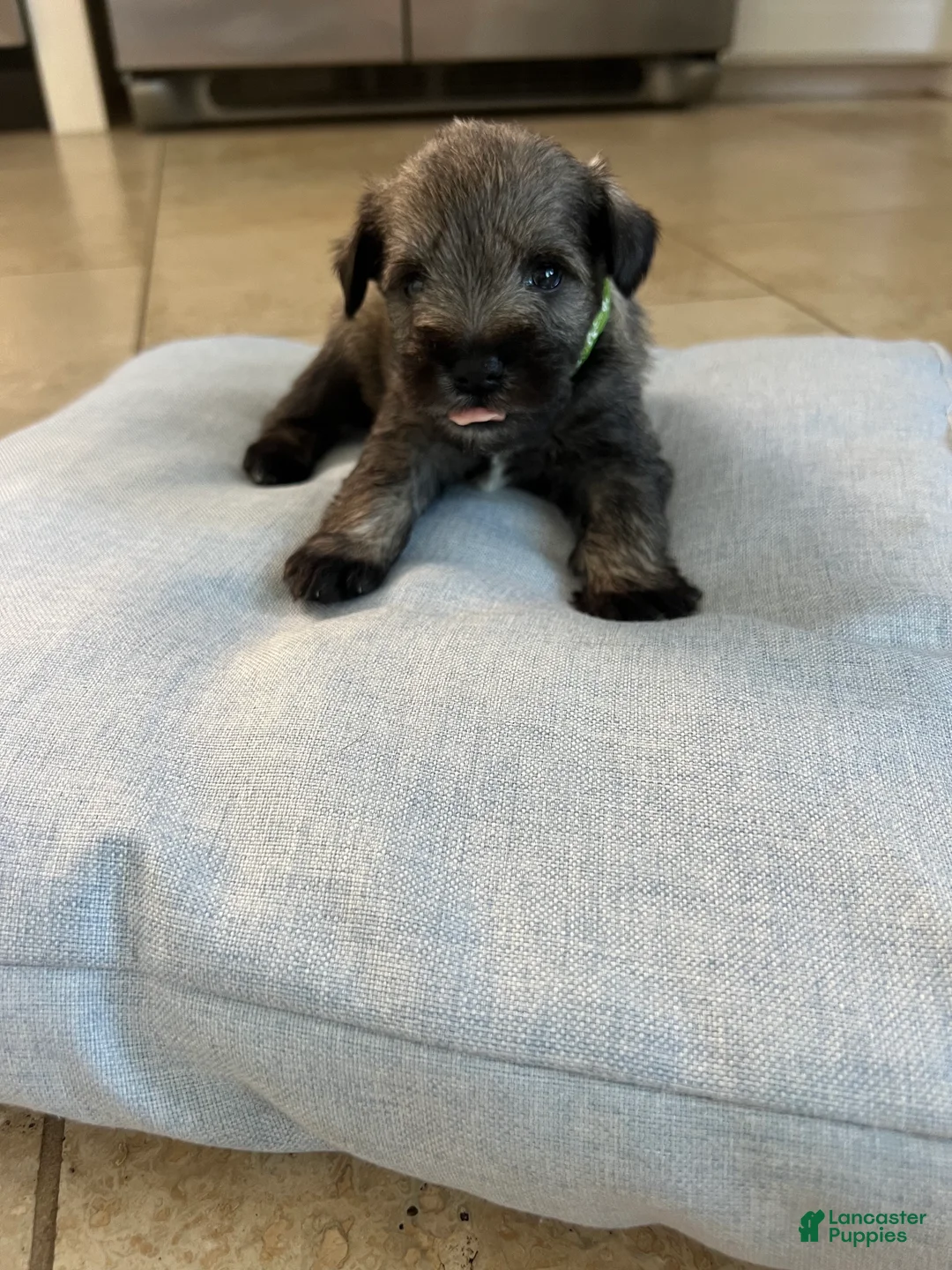 Miniature Schnauzer dogs for sale: Miniature Schnauzer Puppy 3 - Ad 3