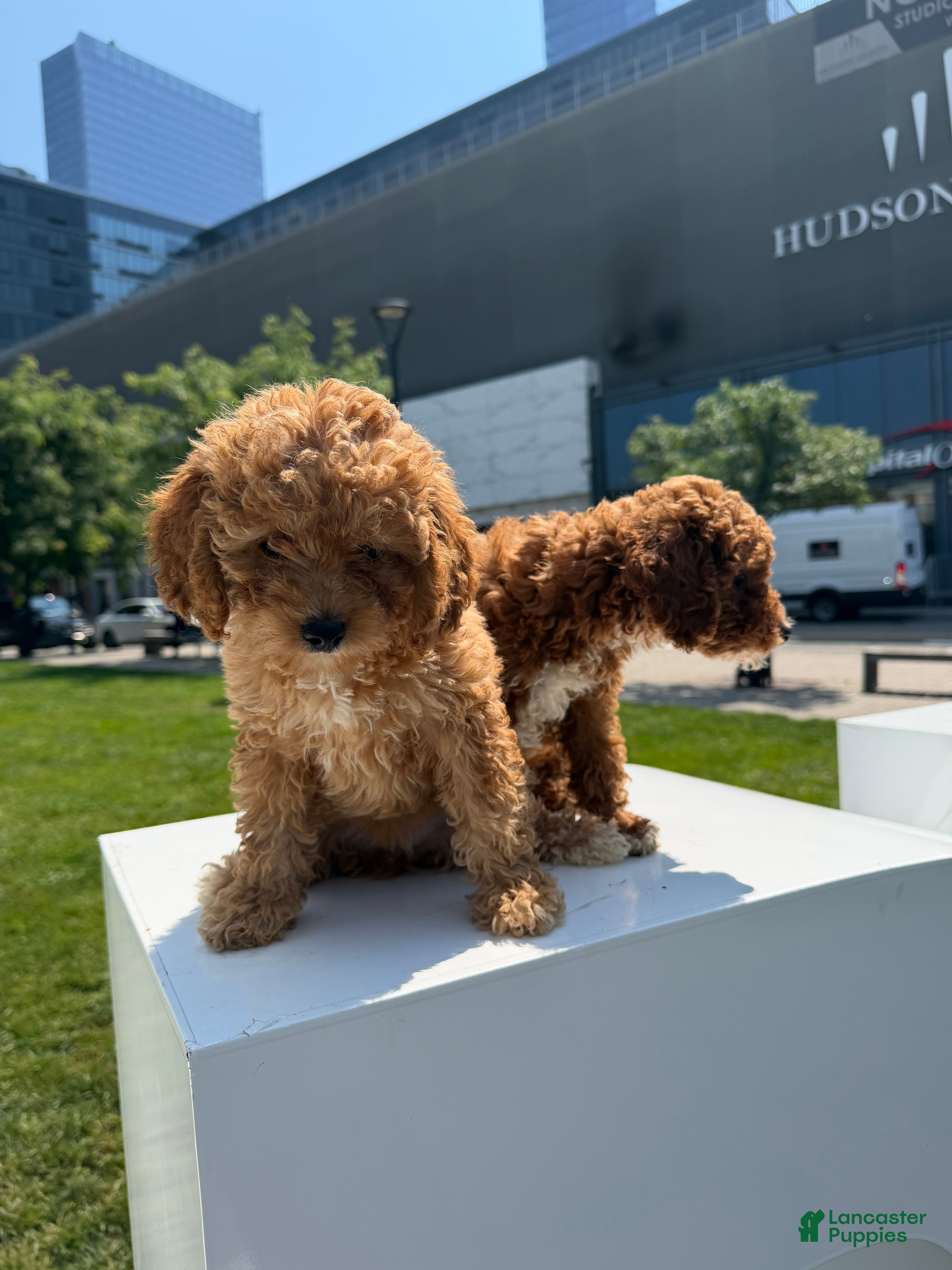 Toy Poodle dogs AKC BAILEY🐾❤️ - Ad 21