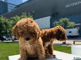 Toy Poodle dogs AKC BAILEY🐾❤️ - Ad 21