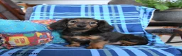 Miniature Dachshund dogs for sale: Lila  - Ad 1