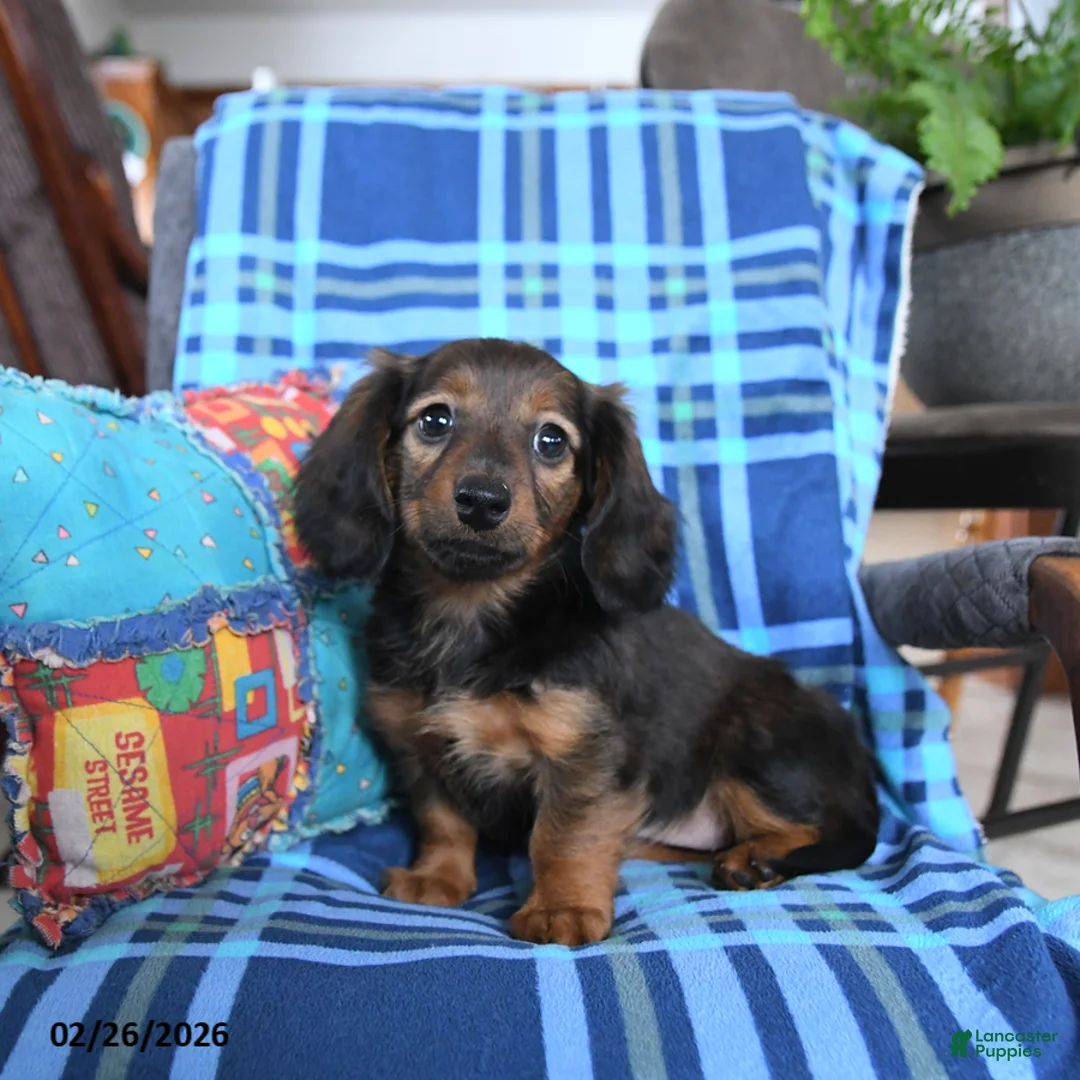 Miniature Dachshund dogs for sale: Lila  - Ad 1