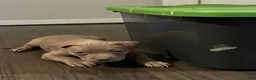 American Bully dogs for sale: Red - Ad 4