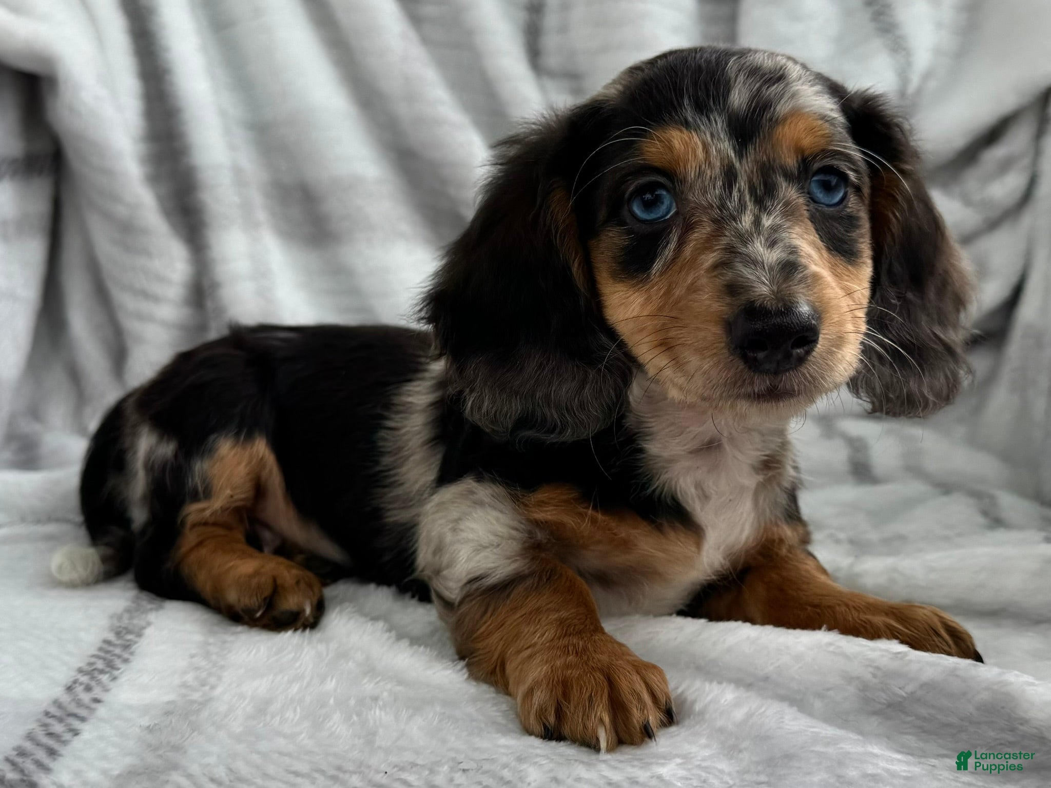Dachshund dogs Dominic - Ad 1