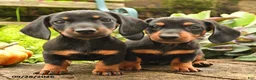Miniature Dachshund dogs for sale: Randy - Ad 5