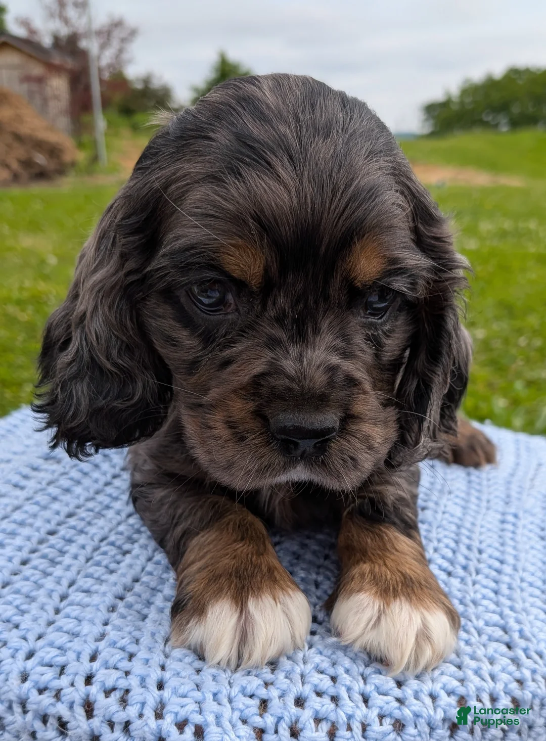 Cocker Spaniel dogs for sale: Yukon - Ad 1
