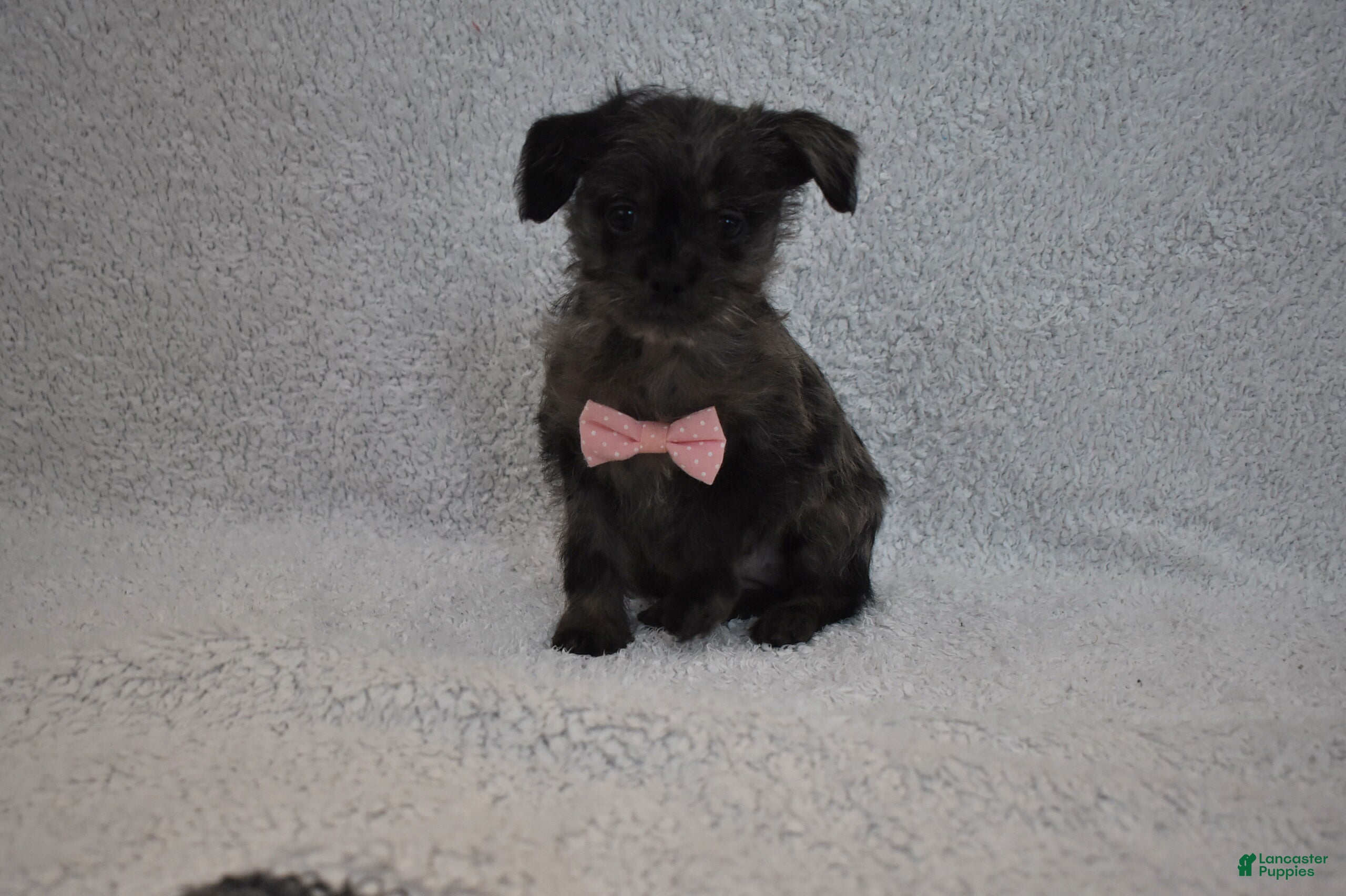 Mixed Breed dogs Tiny  - Ad 2