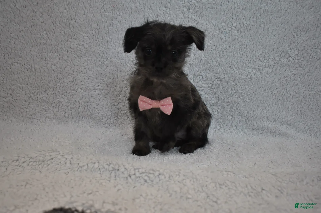 Mixed Breed dogs for sale: Tiny  - Ad 2