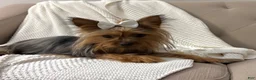 Yorkshire Terrier dogs for sale: Chloe  - Ad 4