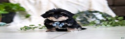 Morkie dogs for sale: Bandit - Ad 1