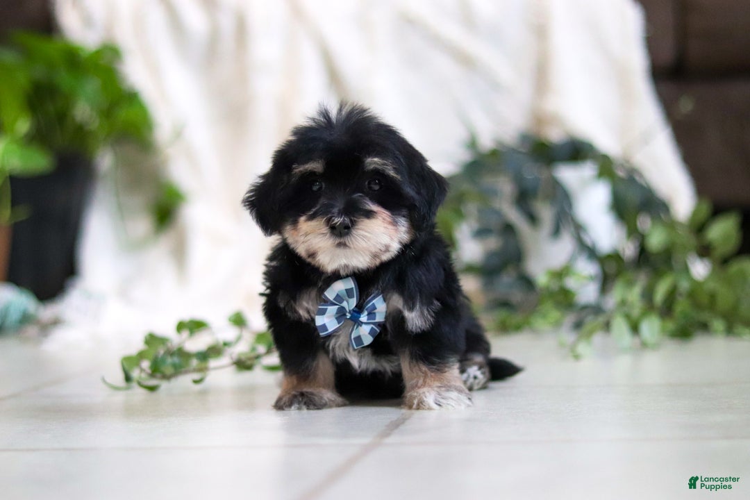 Morkie dogs for sale: Bandit - Ad 1