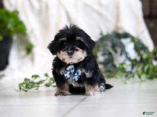 Morkie dogs Bandit - Ad 37